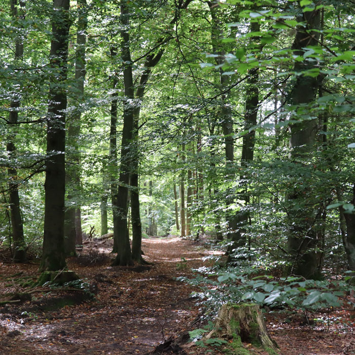 Waldweg im grünen Laubwald